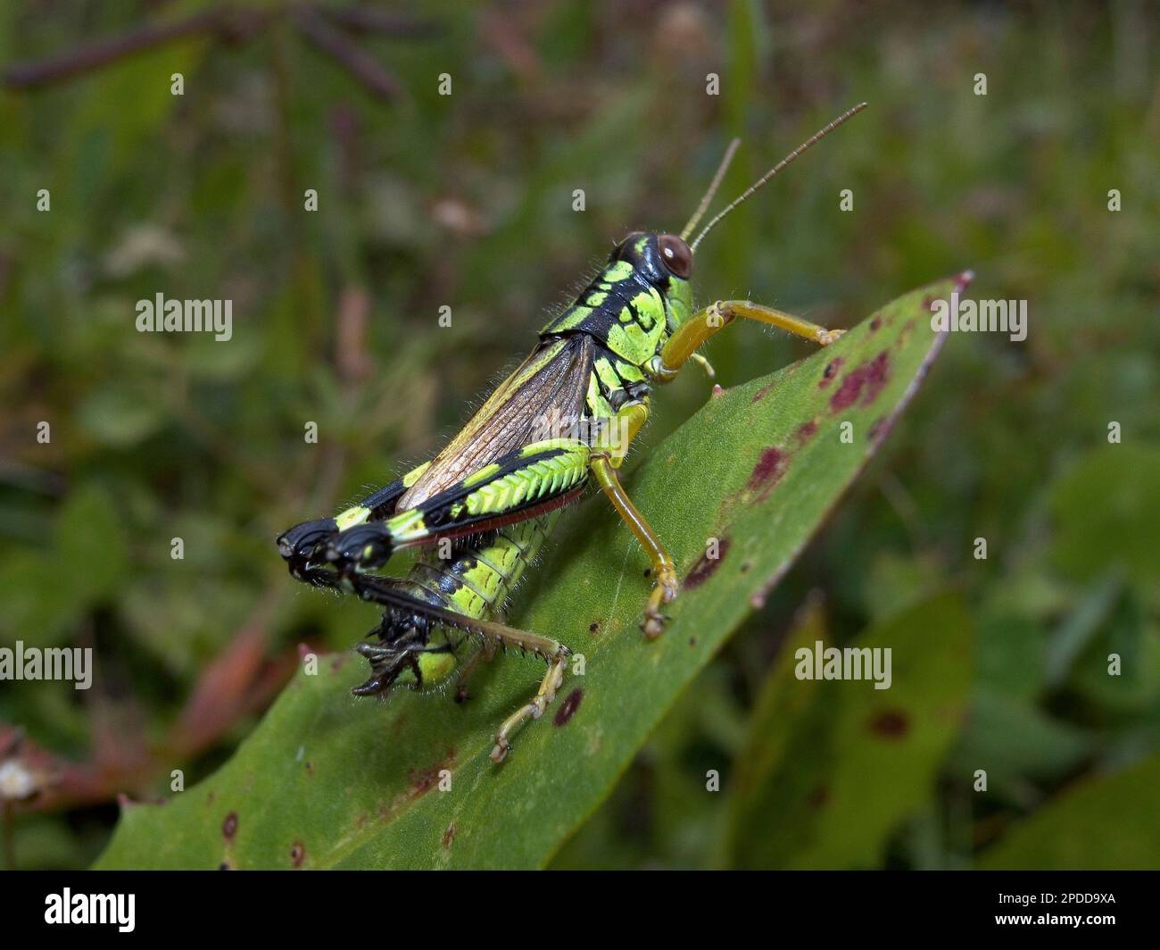 Green Mountain Grasshopper, locusta alpina (Miramella alpina, Podisma alpina, Kisella alpina), a foglia, vista laterale, Germania Foto Stock