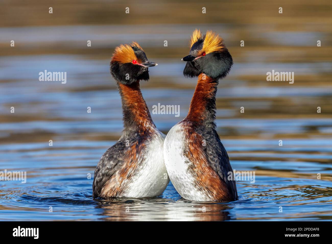 Grebe slavoniana (Podiceps auritus), coppia di accoppiamento in piumaggio di allevamento, vista laterale, Svezia, Vaestergoetland Foto Stock