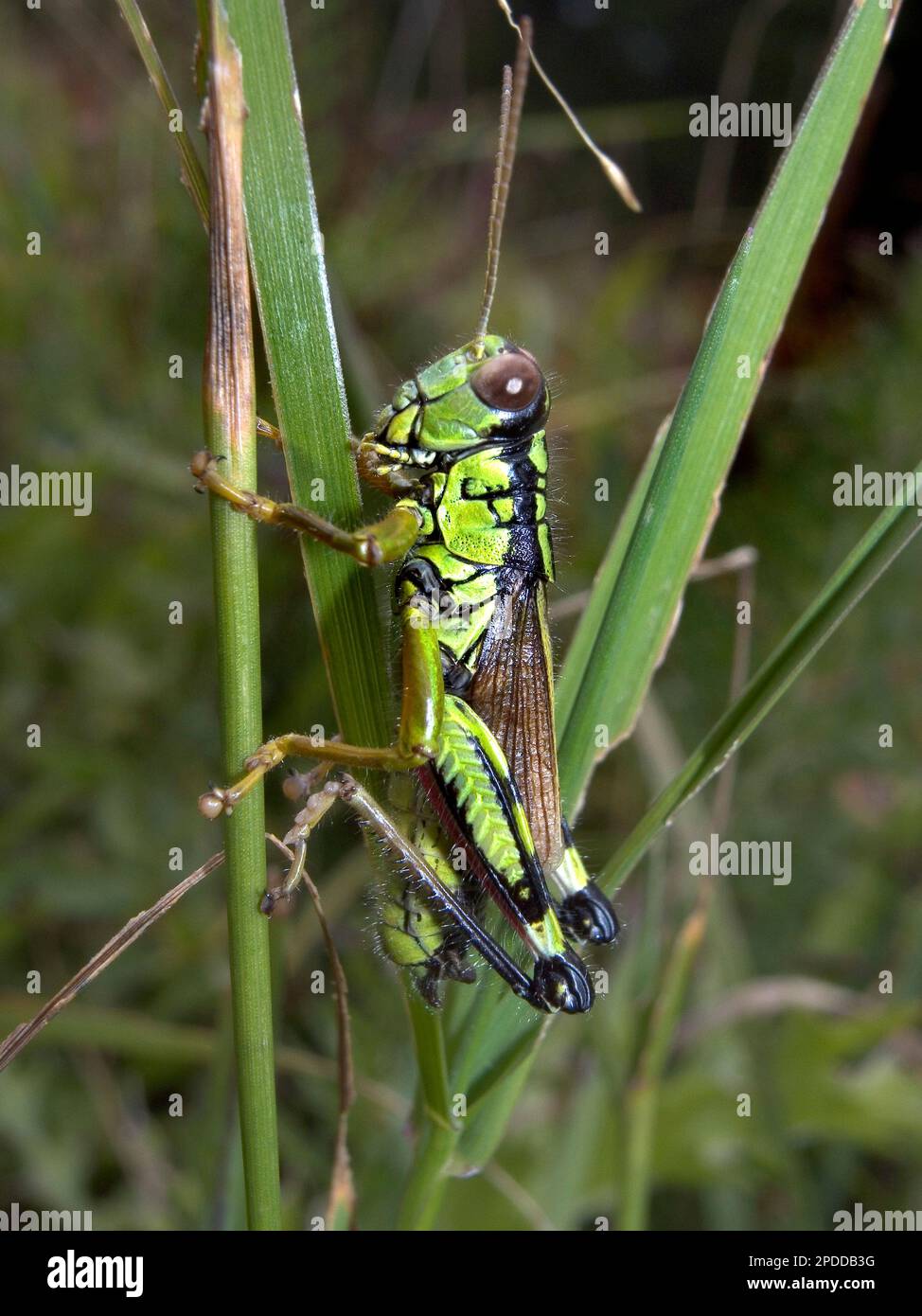 Verde Grasshopper montagna, locusta alpina (Miramella alpina, Podisma alpina, Kisella alpina), a un germoglio, vista laterale, Germania Foto Stock