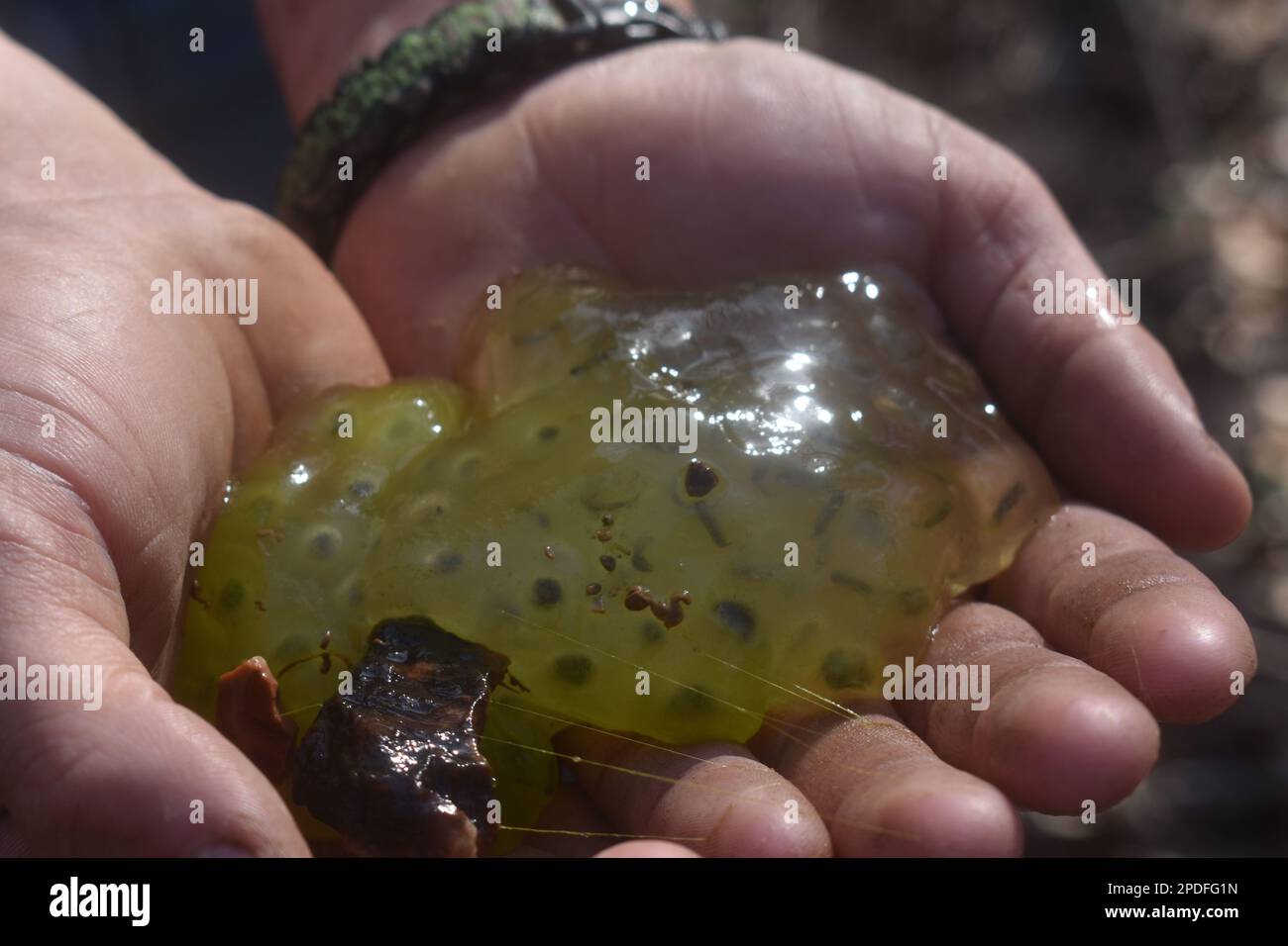 Una frizione di uova di rana che sono state trovate in un torrente in Missouri rurale, MO, Stati Uniti, Stati Uniti, USA, sono tenuti in su in un paio di mani. Foto Stock
