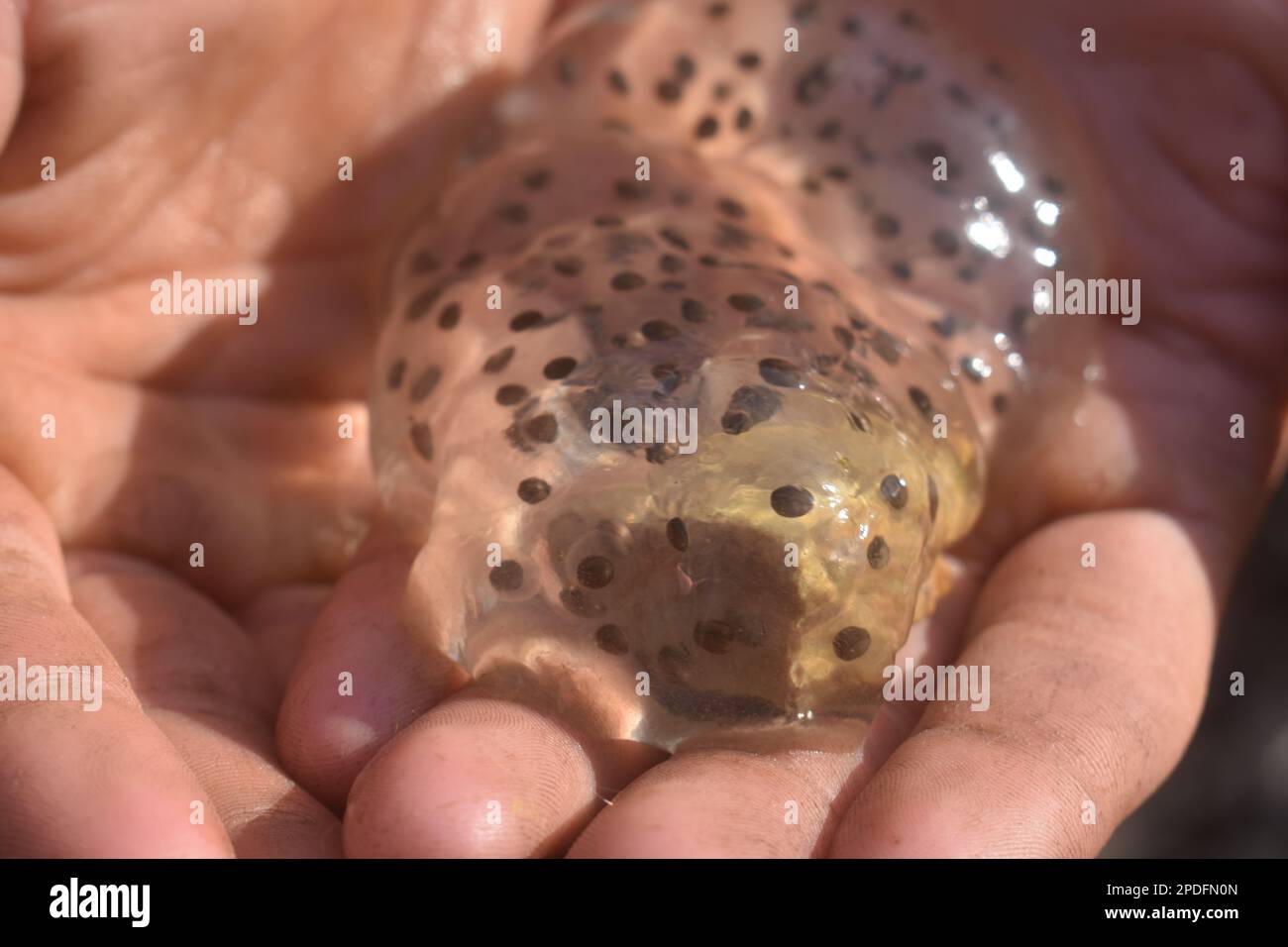 Una frizione di uova di rana che sono state trovate in un torrente in Missouri rurale, MO, Stati Uniti, Stati Uniti, USA, sono tenuti in su in un paio di mani. Foto Stock