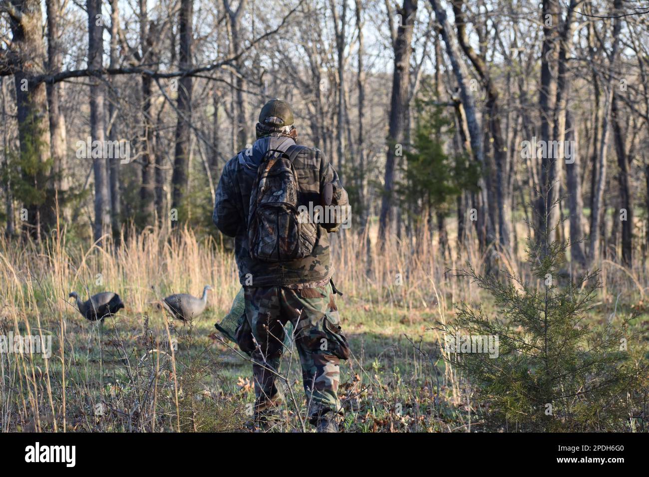 Un cacciatore di tacchino cammina verso i suoi decoy di galline durante la stagione primaverile della turchia in Missouri rurale, MO, Stati Uniti, Stati Uniti, Stati Uniti, USA. Foto Stock