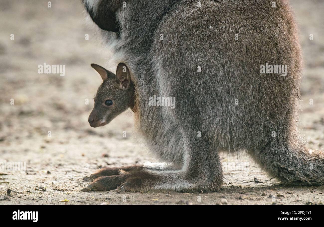 Stralsund, Germania. 13th Mar, 2023. Un canguro del bambino attacca la testa dalla tasca della madre allo zoo di Stralsund. Si è mostrato ai visitatori solo per pochi giorni. L'animale ha ora circa sei mesi e circa 20 centimetri di altezza. Gli animali nascono con le dimensioni di un orso gommoso. Se il piccolo canguro di Bennett è un maschio o una femmina, i custodi degli animali non sanno ancora. Credit: Stefan Sauer/dpa/Alamy Live News Foto Stock