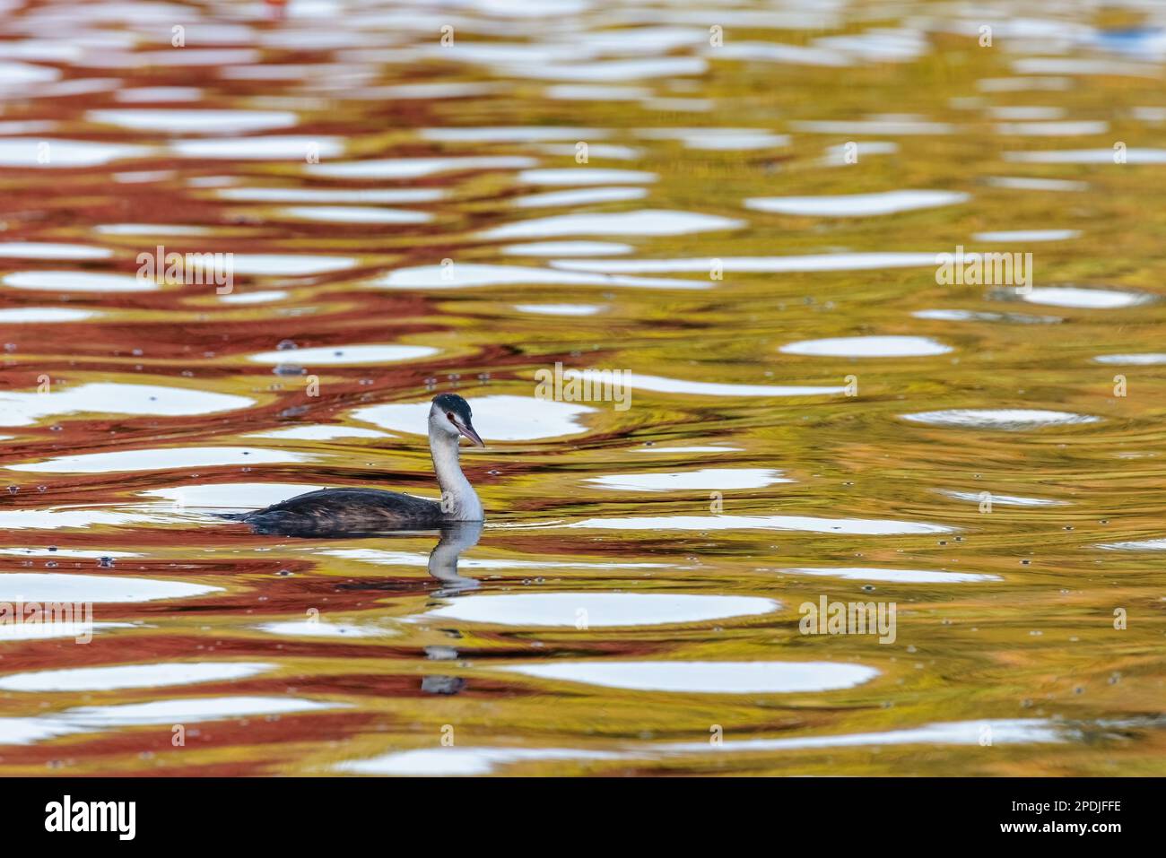 Grande grebe crested [ Podiceps cristate ] su stagno con i colori forti di autunno riflessi sulla superficie Foto Stock