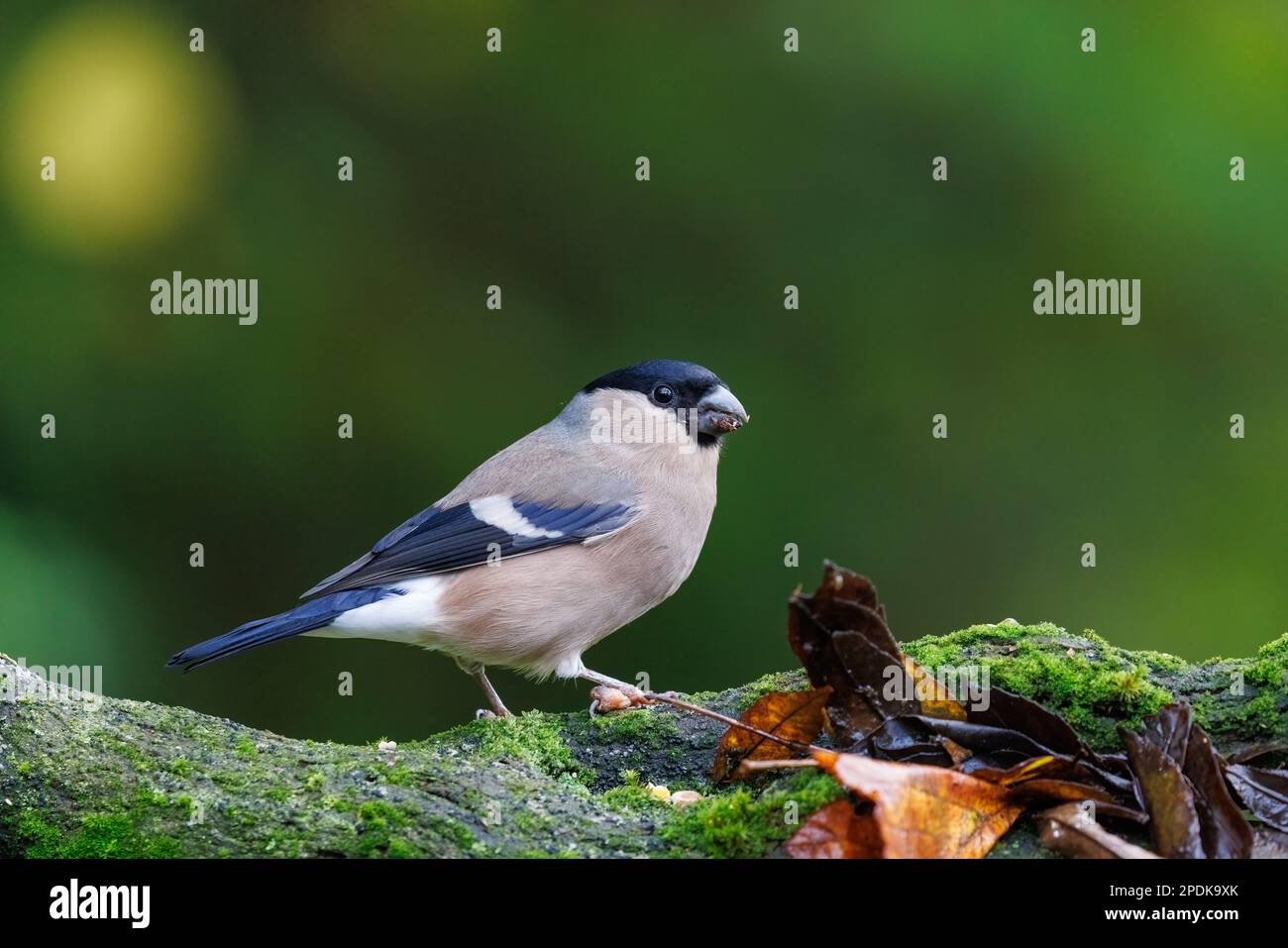 Eurasian Bullfinch [ Pyrhula pyrhula ] Female on mossy log Foto Stock