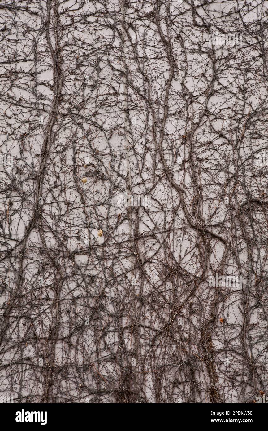 una vite che si estende come una radice di albero Foto Stock