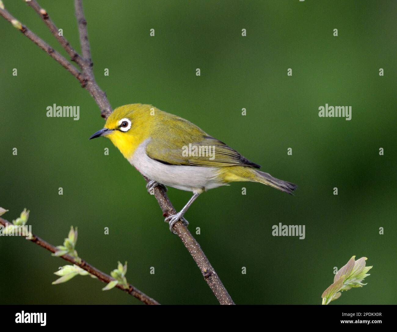 Un uccello wordling dell'occhio bianco che si erge su un ramo di un albero nell'isola di Lamma, Hong Kong. Foto Stock