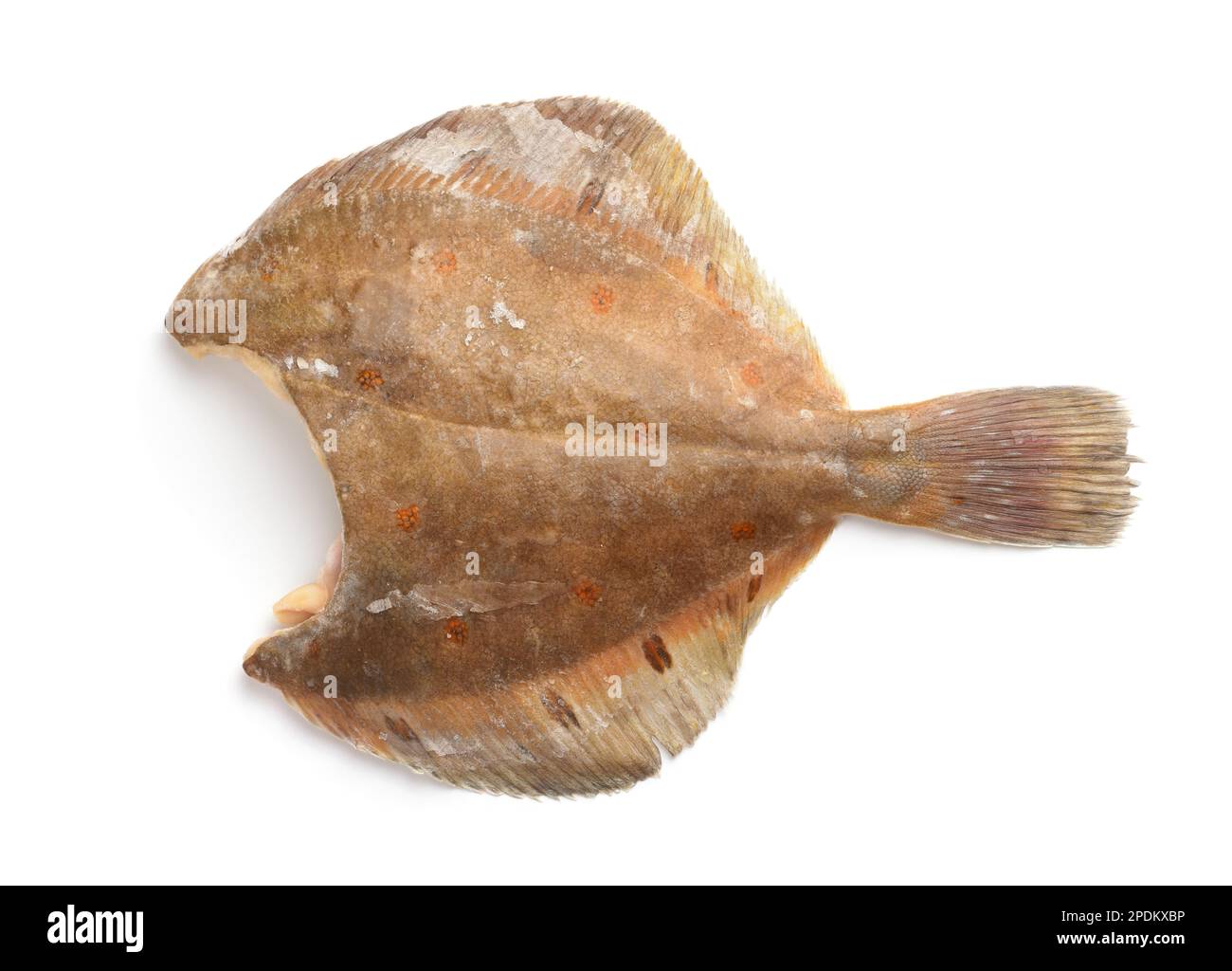 Vista laterale di pesce crudo senza testa isolato su bianco Foto Stock