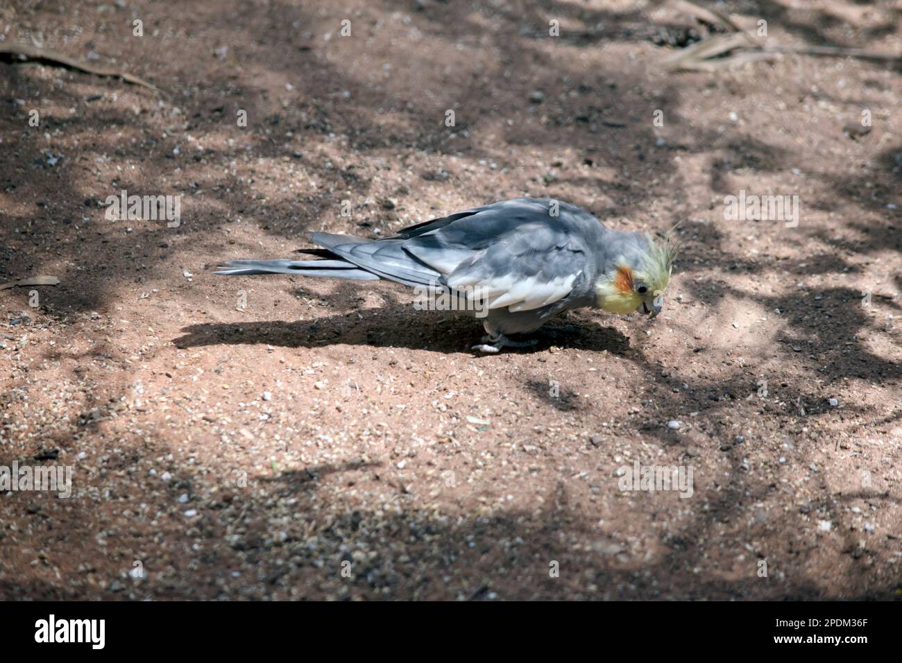 il cockatiel è per lo più grigio, più pallido sotto, con un'ala bianca, guance arancioni e una caratteristica cresta appuntita. Foto Stock