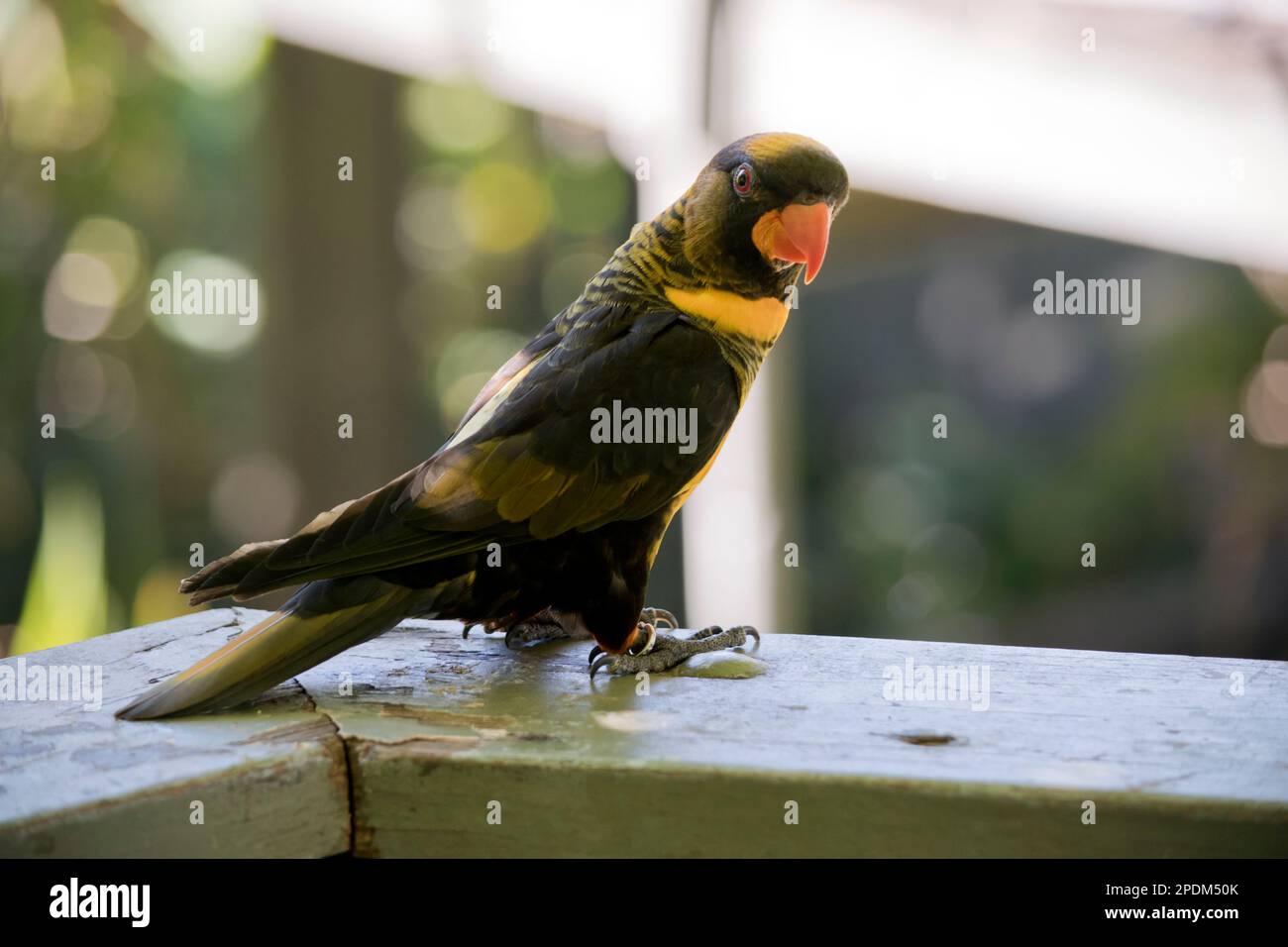 il lory dusky è un uccello nero e giallo con un becco arancione Foto Stock