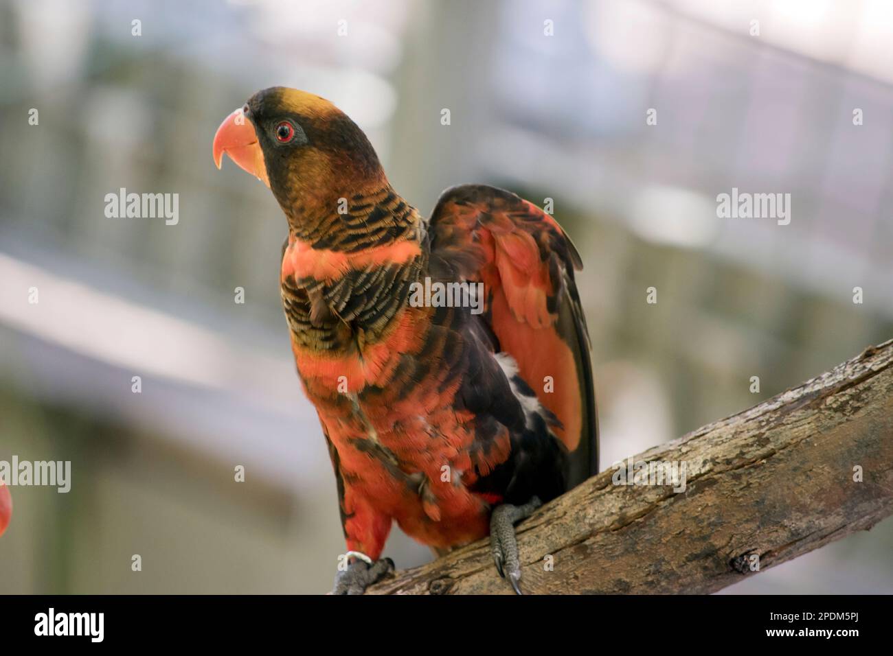 si tratta di un lory orrido arancione che ha una piume arancione di becco d'arancia e piume nere e un occhio arancione Foto Stock