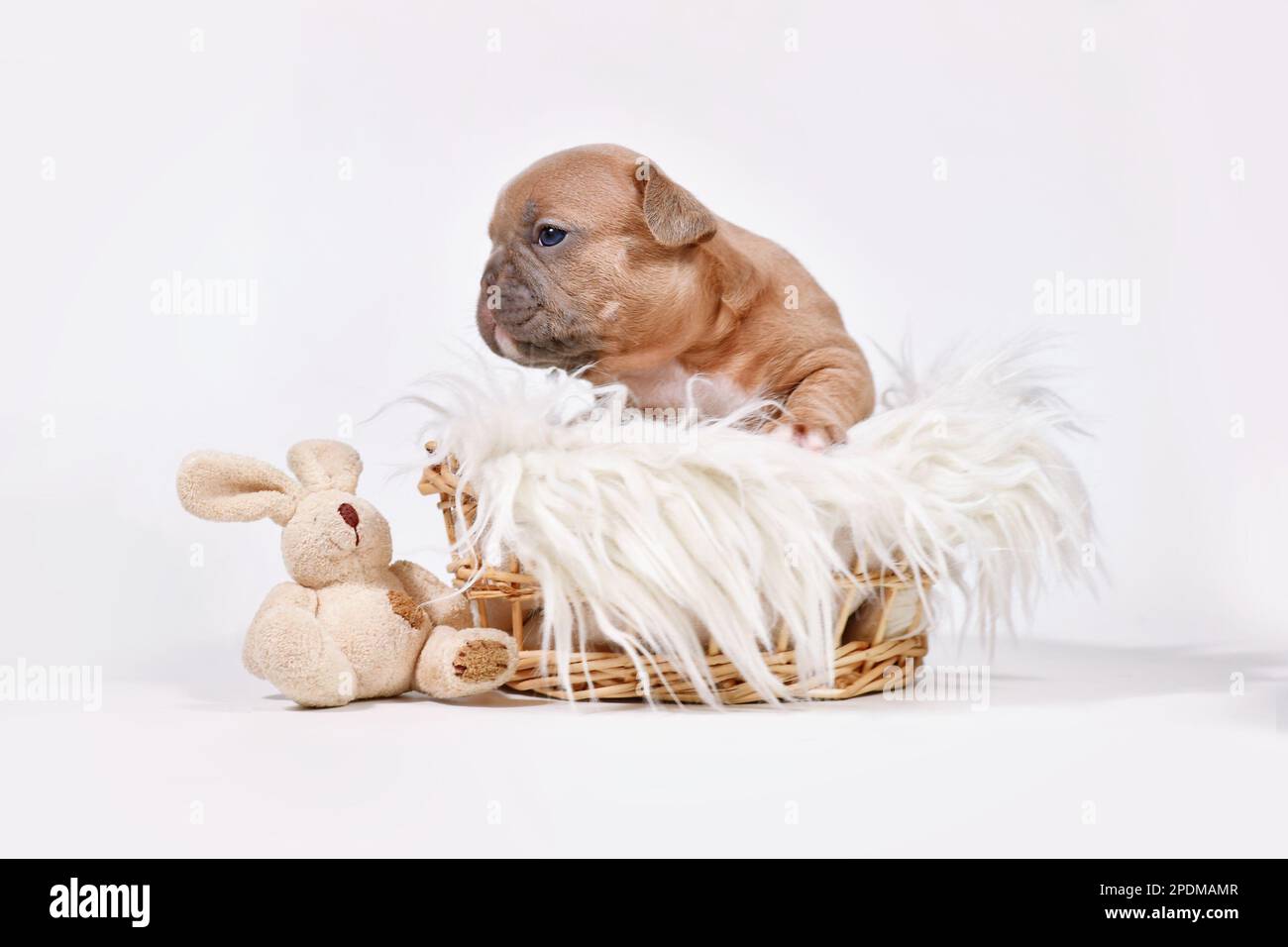Cucciolo di cane Bulldog francese fawn con coniglio peluche giocattolo nel cestino Foto Stock