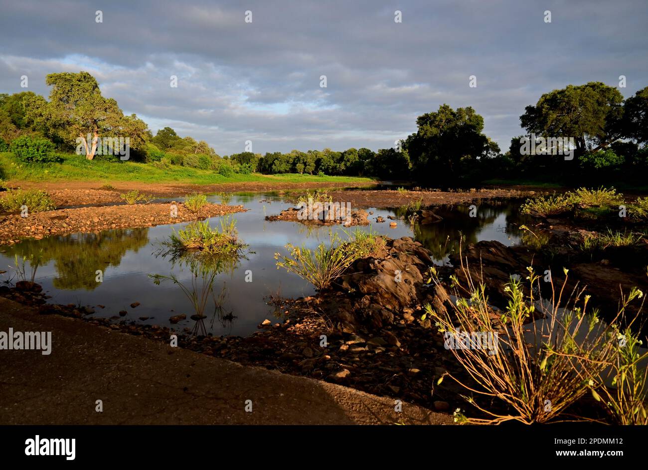 Parco nazionale di Kruger, Sud Africa Foto Stock