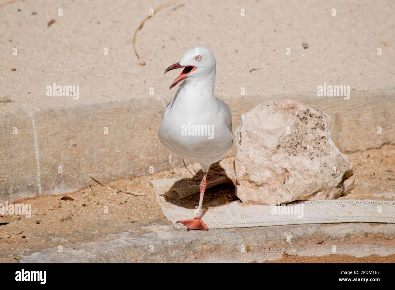 il gabbiano è un uccello d'acqua bianca con becchi e les arancioni Foto Stock