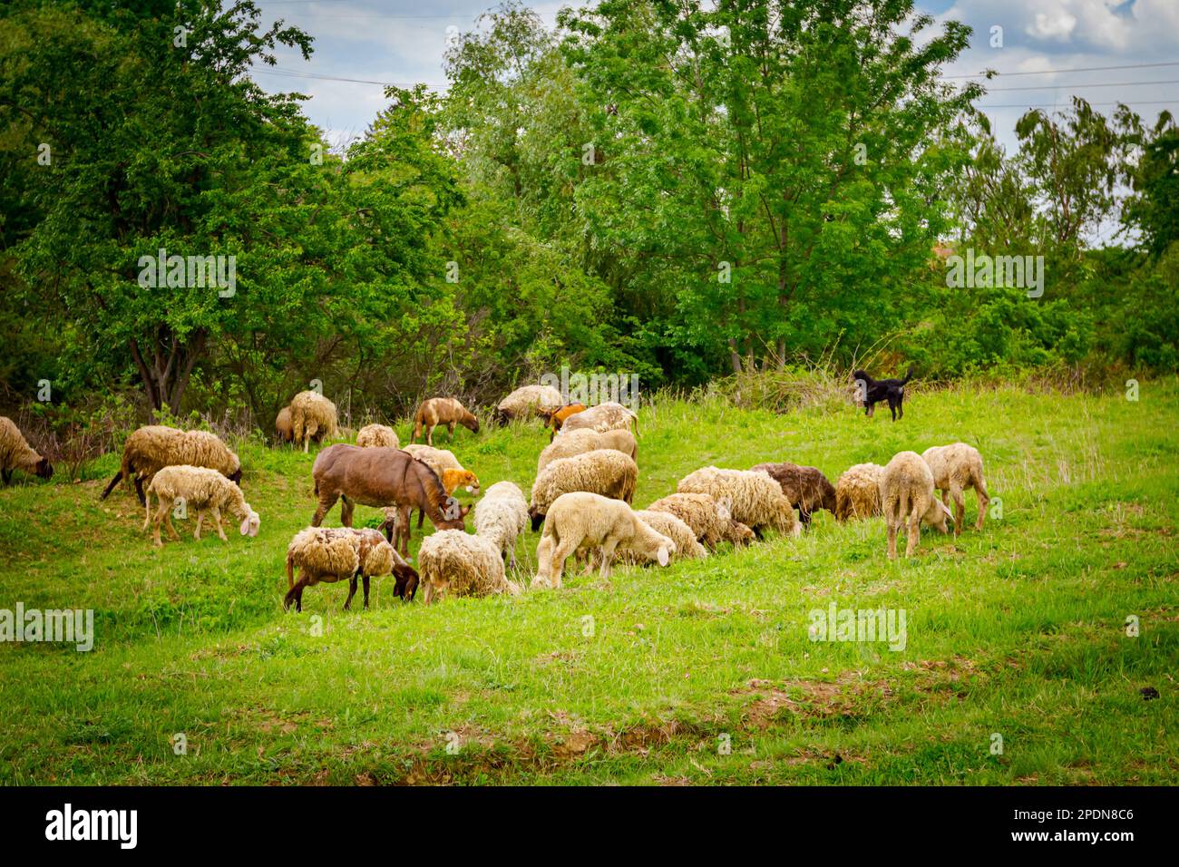 Mandria mista di pecore e capre sta mangiando, pascolo erba su pascolo, prato con uno sciacatto come parte della loro famiglia. Foto Stock