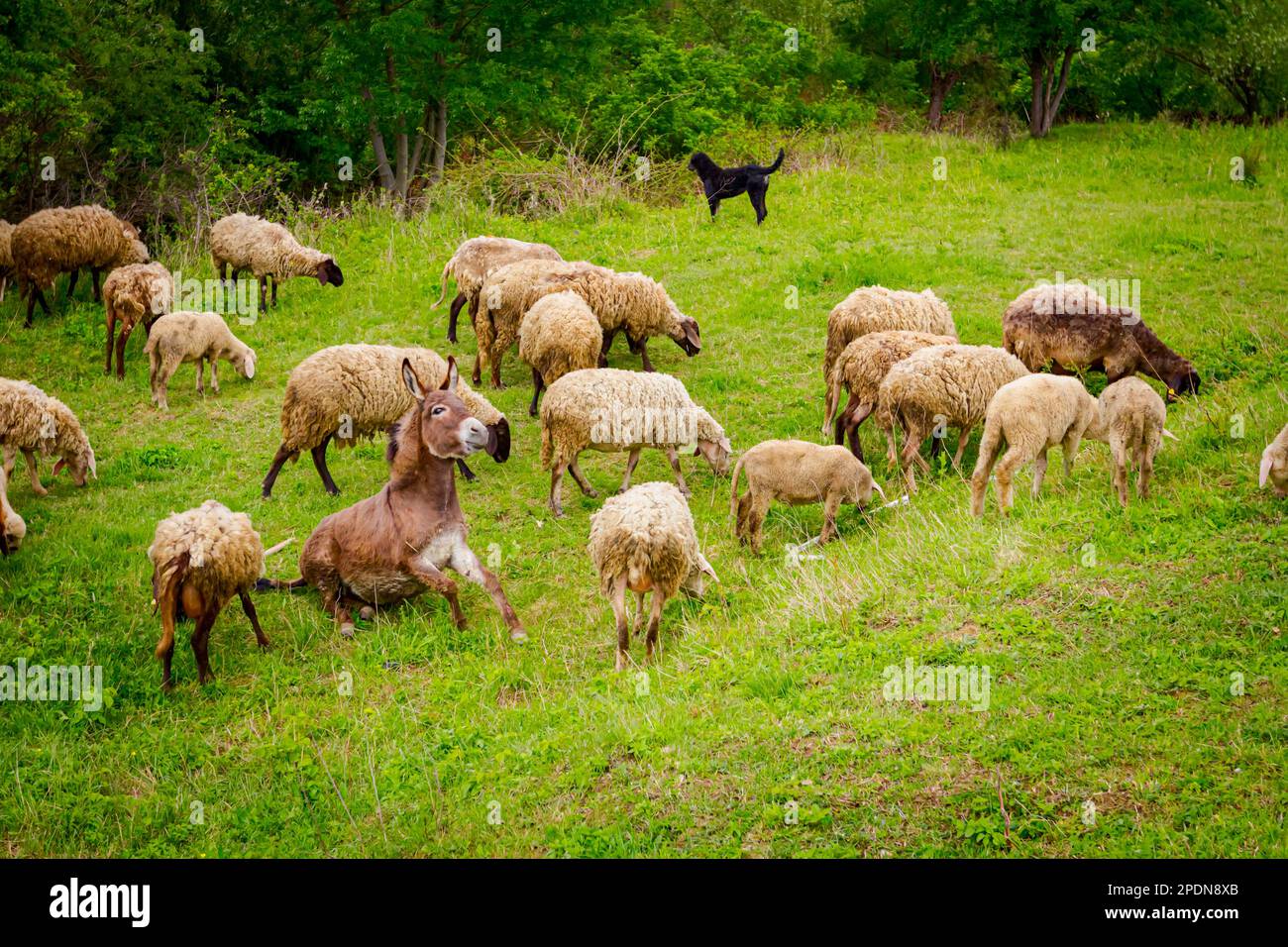 Pecore mandria stanno mangiando, pascolo erba su pascolo, prato con un jackass come parte della loro famiglia. Foto Stock