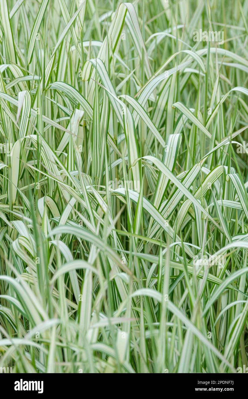 Phalaris arundinacea picta Feesey, Grass nastro, Garter di giardinieri, erba perenne, foglie strette a strisce di bianco, verde chiaro e scuro, Foto Stock