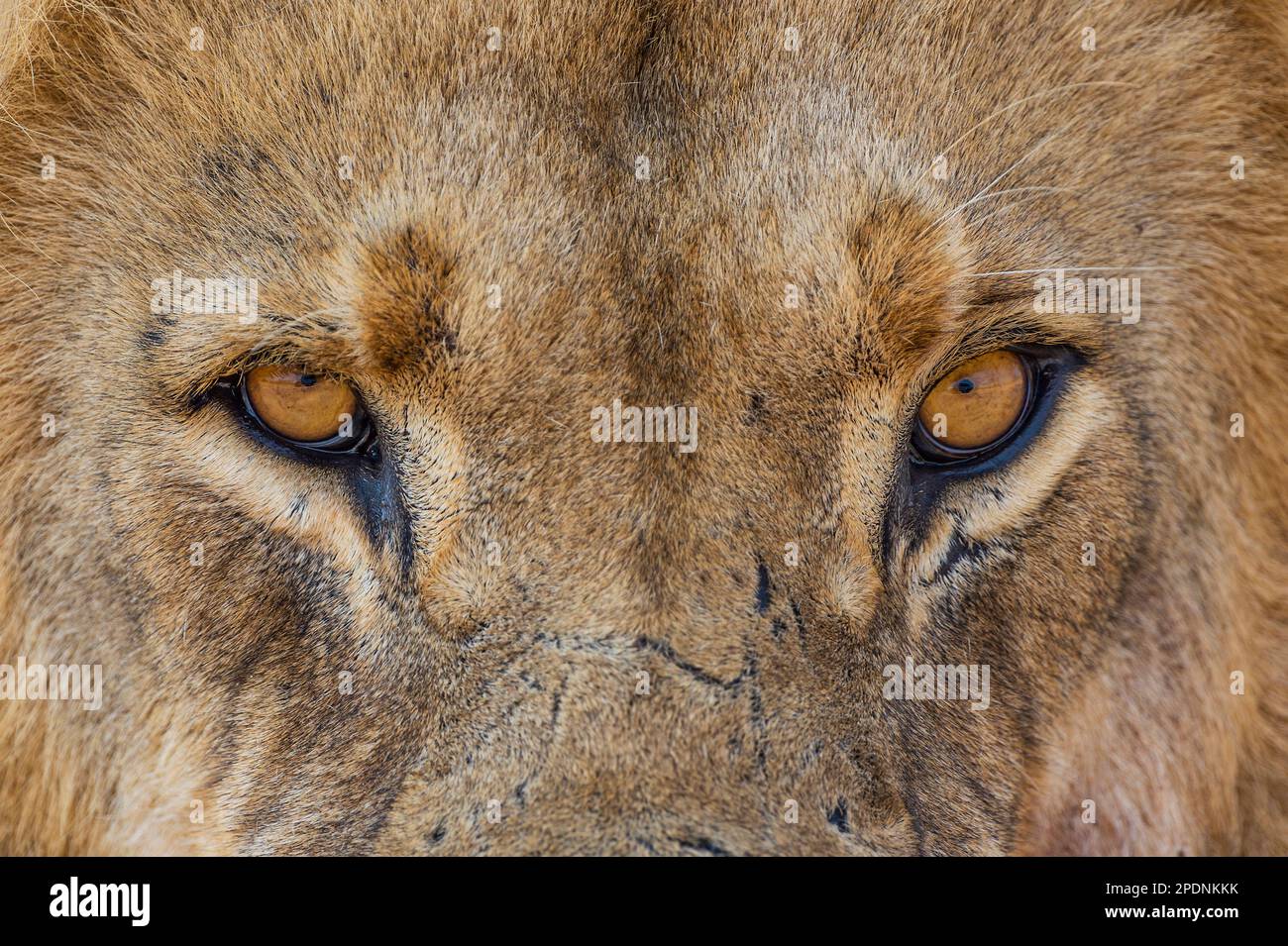 Un ritratto ravvicinato di un grande leone maschile, Panthera Leo, occhi nel Parco Nazionale di Hwange, Zimbabwe. Foto Stock