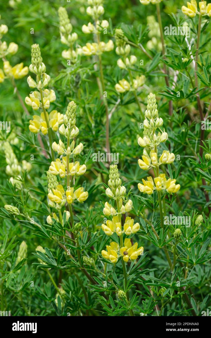 Lupinus arboreus, lupino giallo cespuglio, lupino albero, fiori gialli Foto Stock