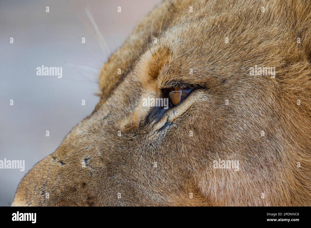 Un ritratto ravvicinato di un grande leone maschile, Panthera Leo, occhi nel Parco Nazionale di Hwange, Zimbabwe. Foto Stock