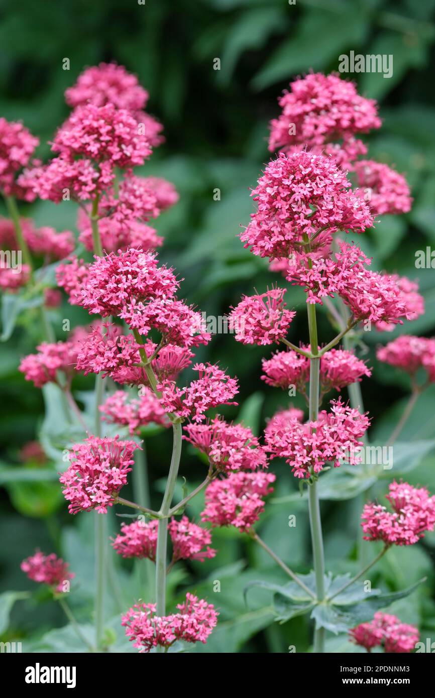 Centrenthus ruber coccineus, rosso cremisi valeriano, perenne, blu-verde, a forma di imbuto, grappoli di fiori rosso-pinky Foto Stock