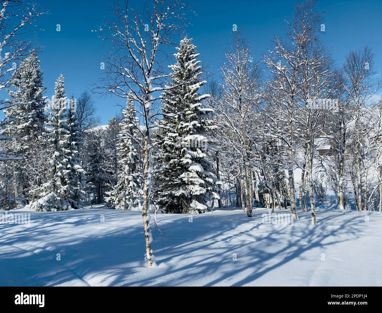 Paesaggio invernale della Svezia settentrionale Foto Stock