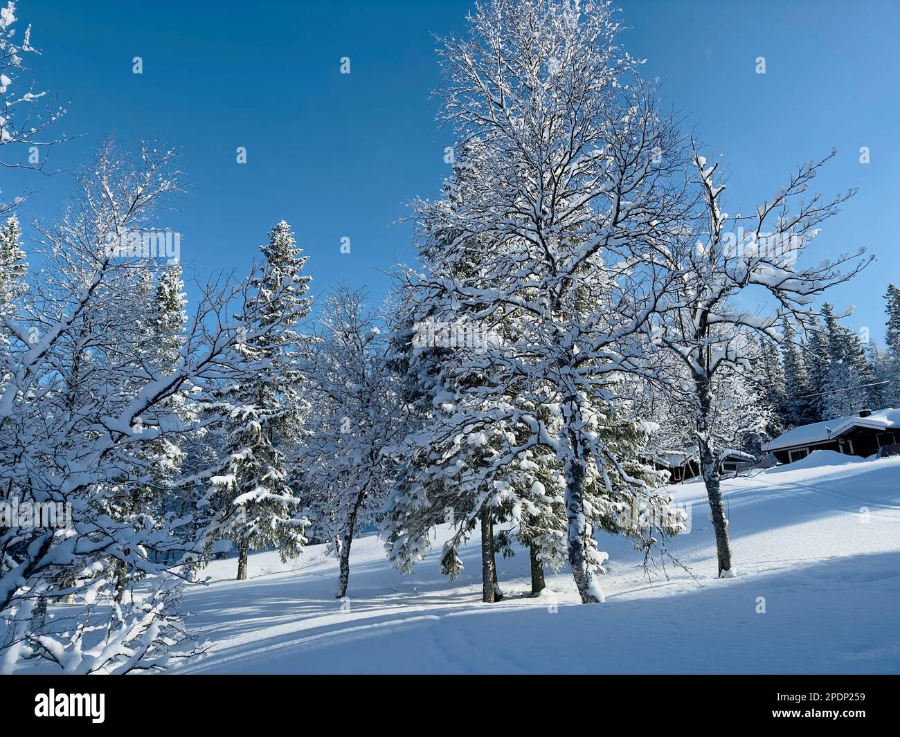 Tranquillo paesaggio invernale nel nord della Svezia con alberi innevati e una cabina Foto Stock
