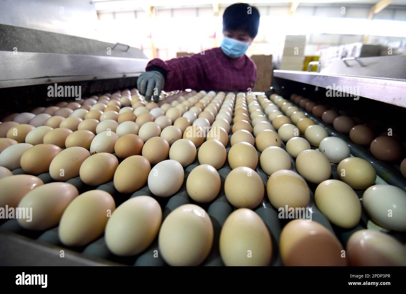 HANDAN, CINA - 15 MARZO 2023 - Un lavoratore pulisce le uova in un allevamento di galline ovaiole a Handan, provincia di Hebei, Cina, 15 marzo 2023. Foto Stock