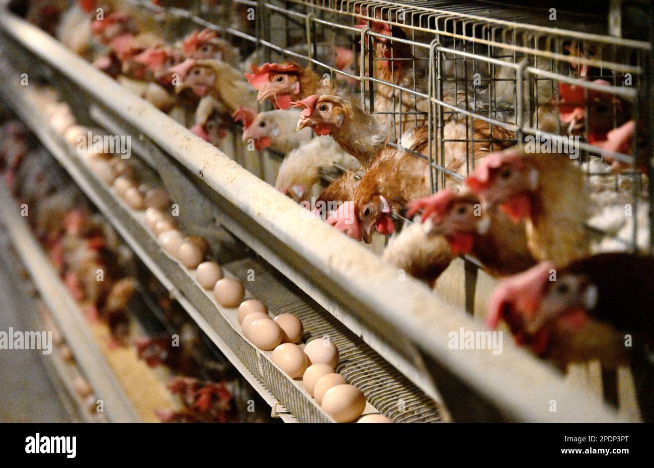 HANDAN, CINA - 15 MARZO 2023 - galline ovaiole sono viste in un allevamento di galline ovaiole a Handan, provincia di Hebei, Cina, 15 marzo 2023. Foto Stock