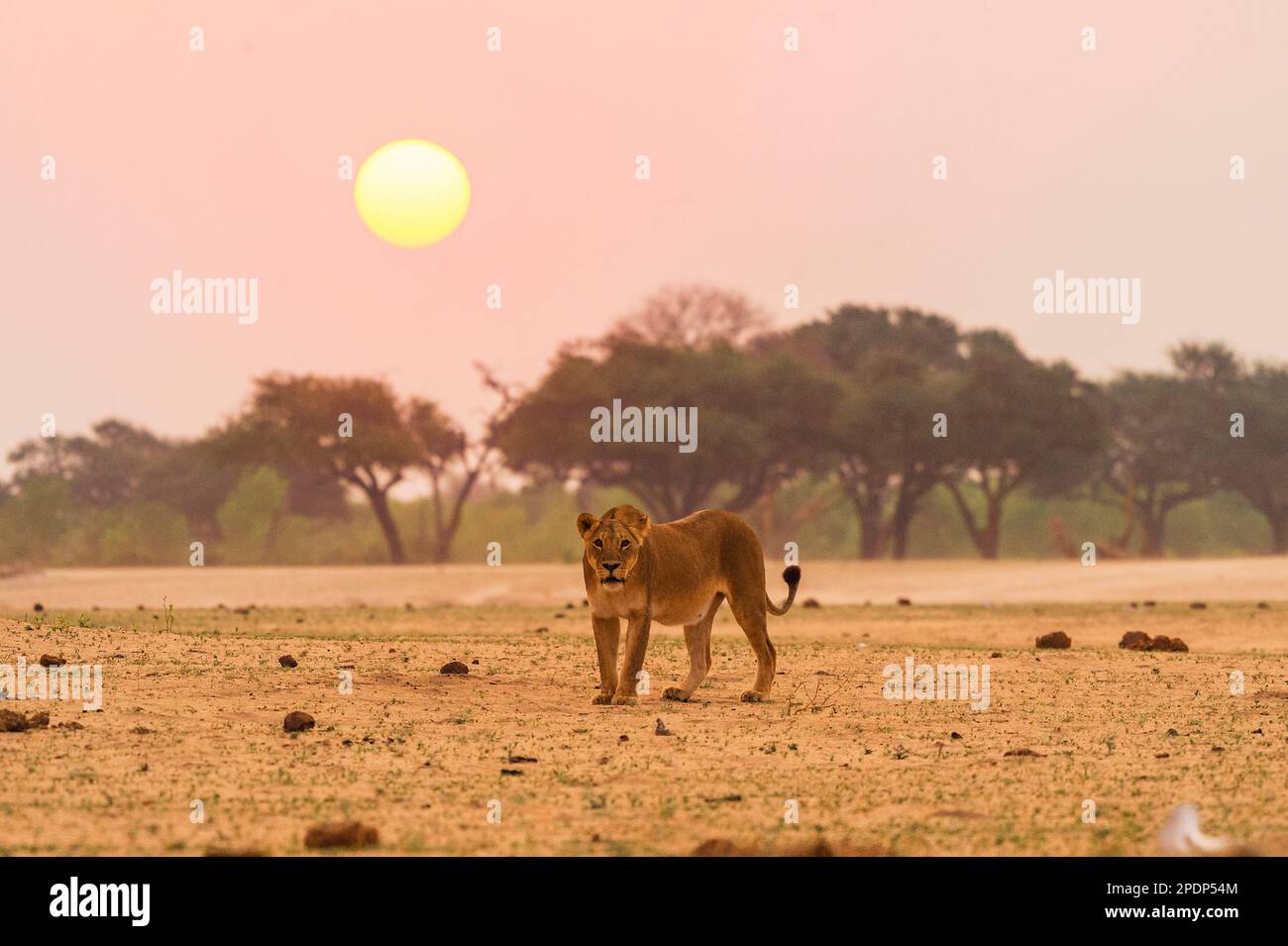 Un leone donna, Panthera Leo, cammina di fronte al tramonto nel Parco Nazionale Hwange dello Zimbabwe Foto Stock
