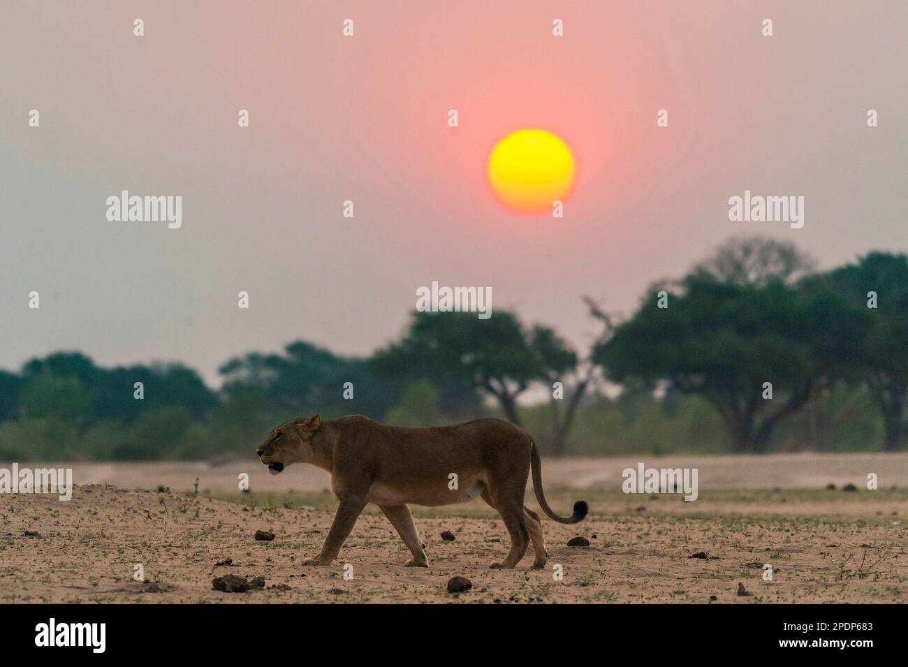 Un leone donna, Panthera Leo, cammina di fronte al tramonto nel Parco Nazionale Hwange dello Zimbabwe Foto Stock