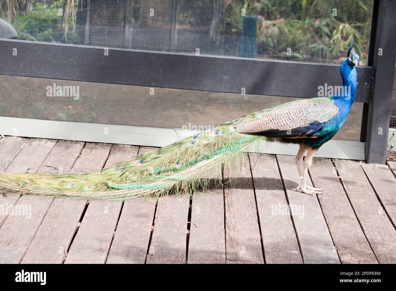il pavone maschio ha una testa e un collo blu e una coda colorata molto lunga Foto Stock