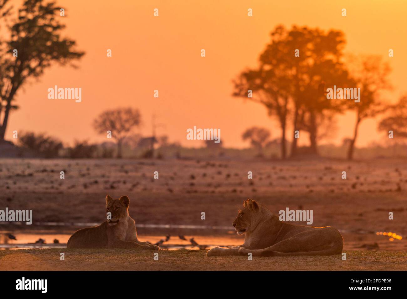 Un orgoglio di Leone Africano, Panthera Leo, a Ngweshla PAN nel Parco Nazionale Hwange dello Zimbabwe. Foto Stock