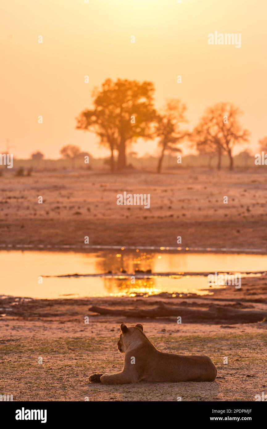 Un orgoglio di Leone Africano, Panthera Leo, a Ngweshla PAN nel Parco Nazionale Hwange dello Zimbabwe. Foto Stock