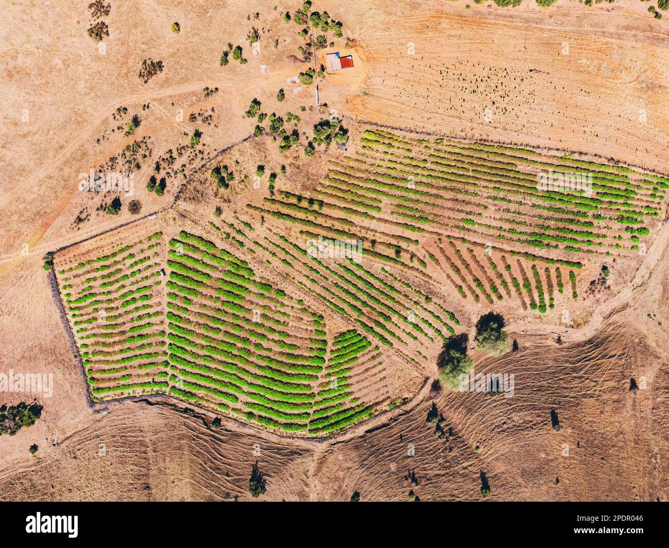 Vista aerea delle piantagioni agricole. Siccità e clima arido. Foto Stock