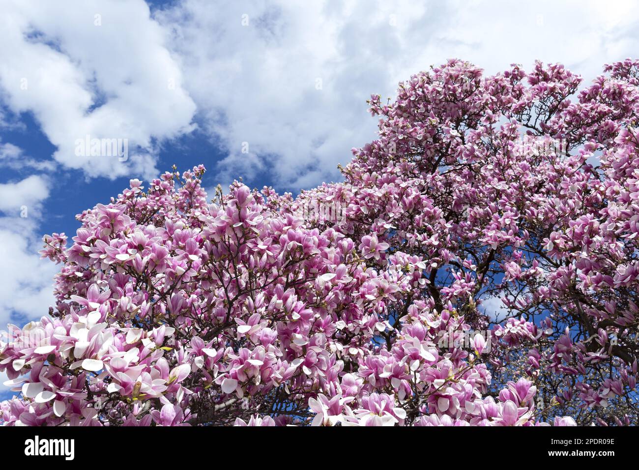 Primavera magnolia fiori Foto Stock