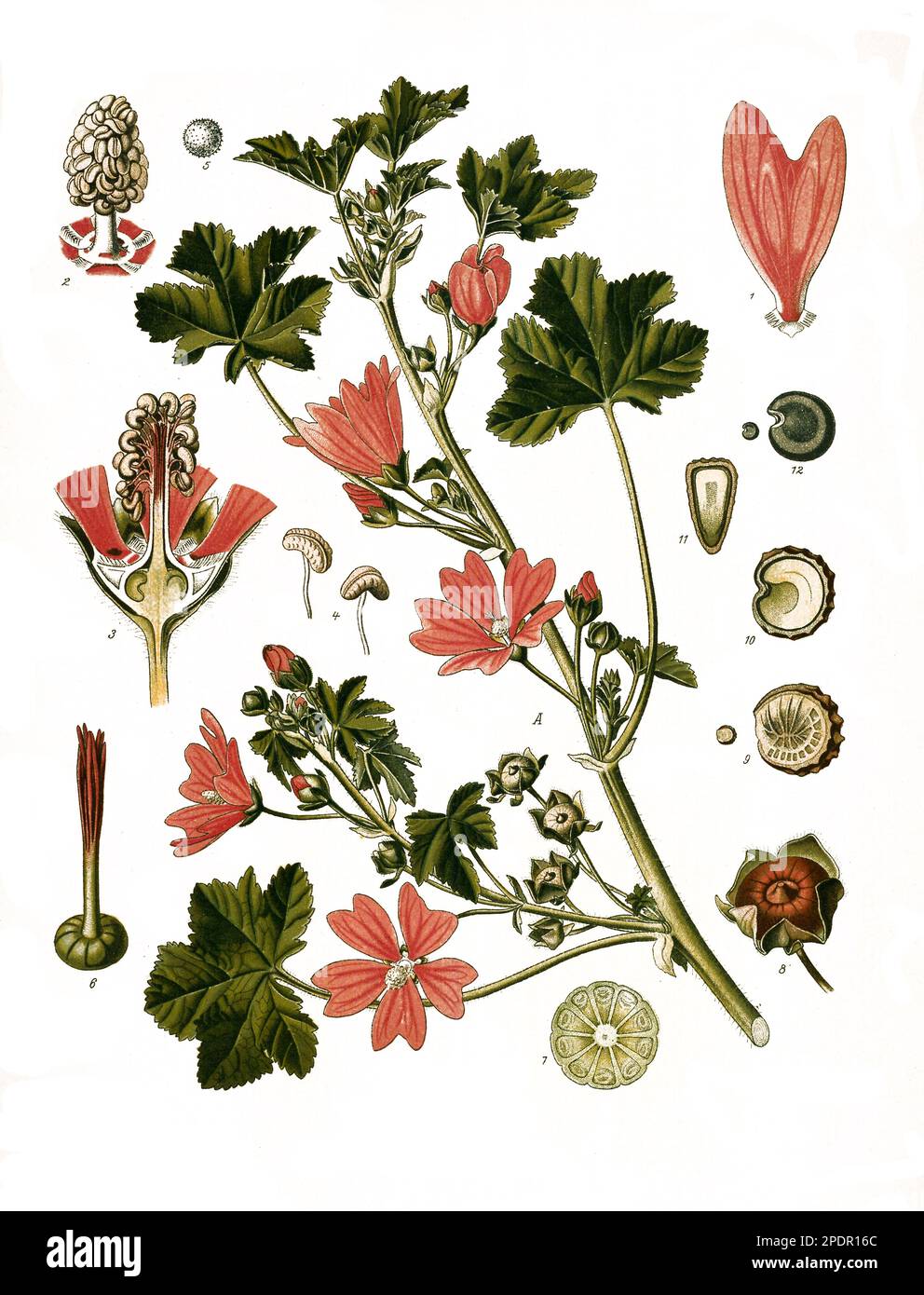 Heilpflanze, Wilde Malve, Malva sylvestris, auch Große Käsepappel und Rosspappel, Historisch, digital restaurierte Reproduktion von einer Vorlage aus dem 19. Jahrhundert, Foto Stock