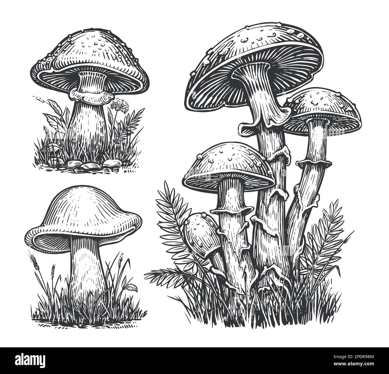 Set di schizzi di funghi. CEP Mushroom, Boleto commestibile che cresce nella foresta autunnale. Illustrazione vettoriale Illustrazione Vettoriale