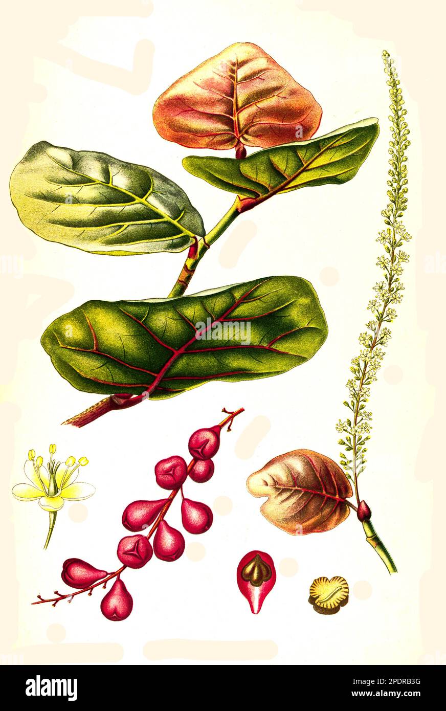 Heilpflanze, Coccoloba uvifera ist eine Pflanzenart aus der Gattung Coccoloba in der Familie der Knöterichgewächse, Historisch, ristorante digitale Reproduktion von einer Vorlage aus dem 18. Jahrhundert, Foto Stock