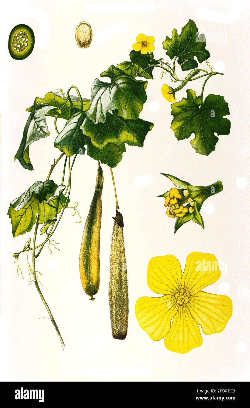 Heilpflanze, Schwammkürbis (Luffa aegyptiaca, häufig auch Luffa cylindrica oder an das Lateinische angelehnt Luffa-Gurke) ist eine Nutzpflanze der Alten Welt, die zu den Kürbisgewächsen (Cucurbitaceae) gehört, Historisch, restaurierte reproduktion aus Vordem 18. Jahrhundert, Foto Stock