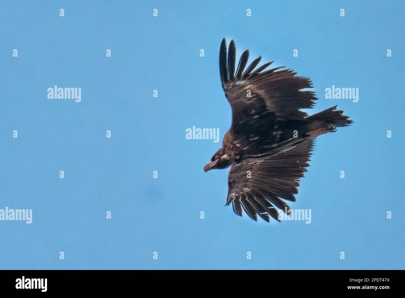 Avvoltoio nero che vola attraverso il cielo blu Foto Stock