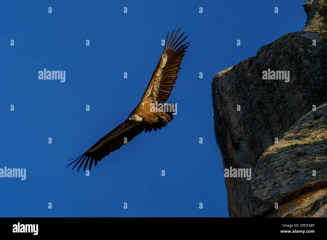 Avvoltoio Griffon che vola con ali aperte accanto a una montagna rocciosa Foto Stock