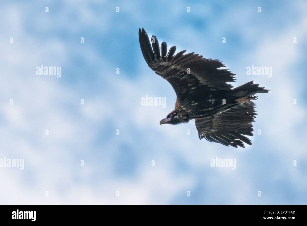 Avvoltoio nero che vola attraverso il cielo blu con nuvole bianche Foto Stock