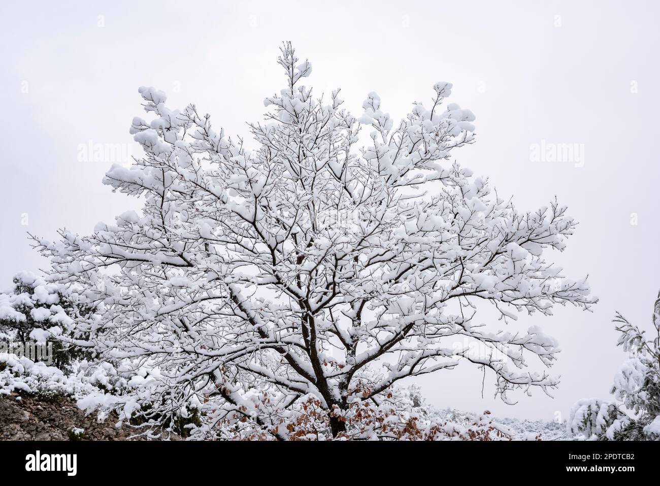 Albero coperto di neve fresca, sud della Francia, Europa, inverno Foto Stock