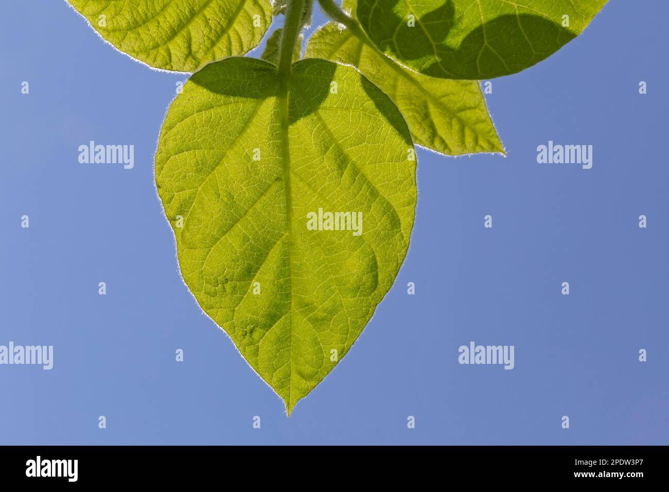 primo piano di foglie verdi contro il cielo azzurro chiaro Foto Stock