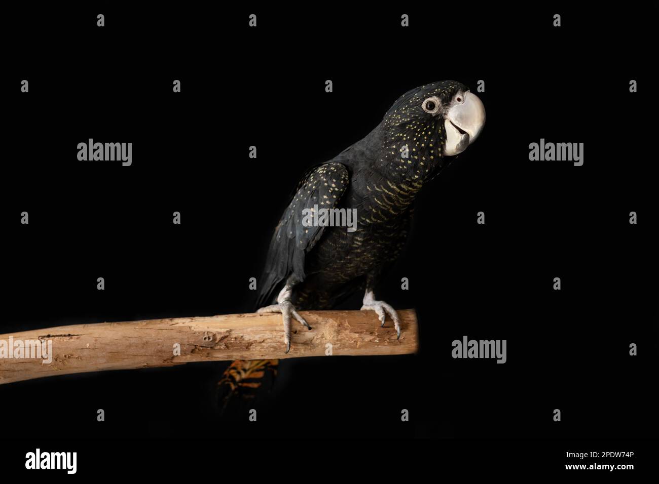 Una femmina australiana dalla coda rossa nera (Calyptorhynchus banksii) con fondo nero Foto Stock