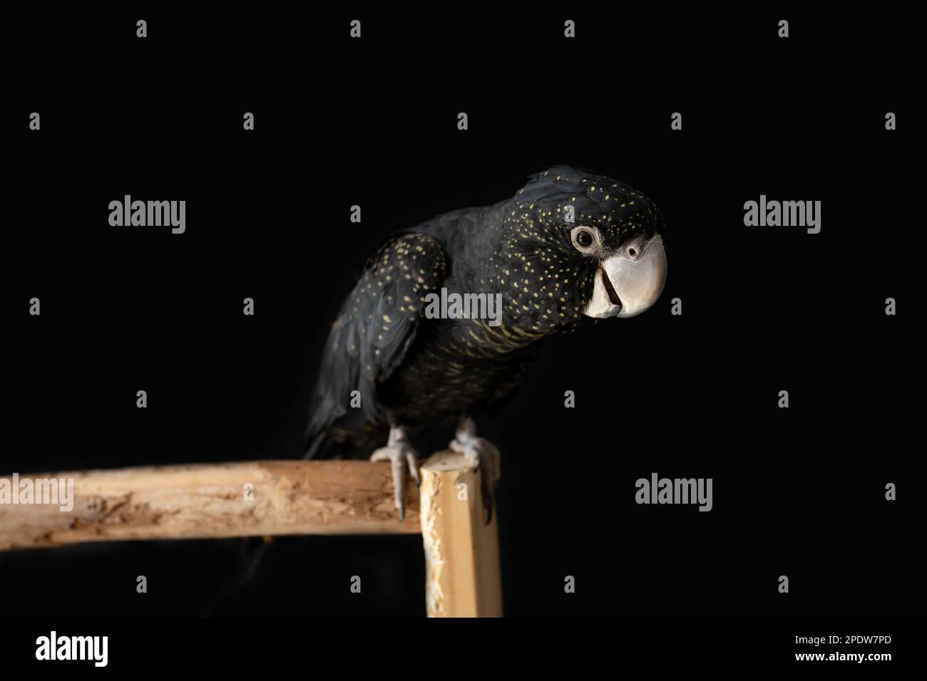 Una femmina australiana dalla coda rossa nera (Calyptorhynchus banksii) con fondo nero Foto Stock