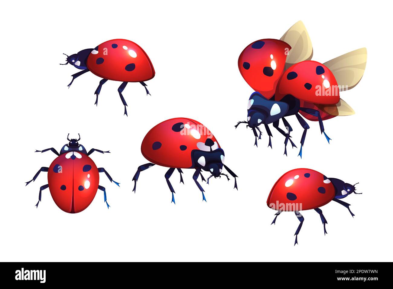 Ladybug o ladybird, rosso con macchie nere scarabeo, alata insetti volanti set di cartoni animati realistiche illustrazioni vettoriali isolato su sfondo bianco, coccinella primo piano, vista dall'alto e laterale Illustrazione Vettoriale