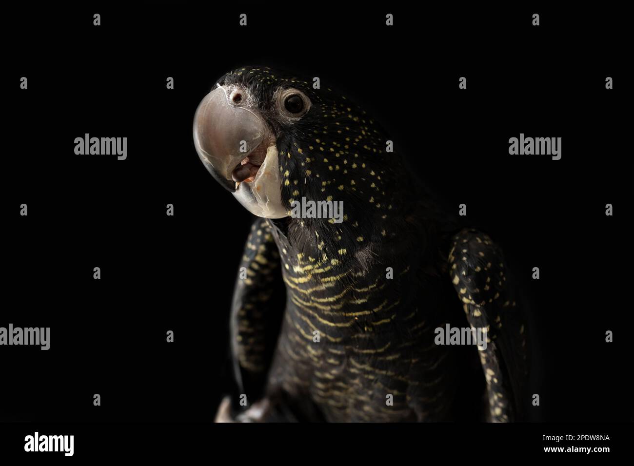 Una femmina australiana dalla coda rossa nera (Calyptorhynchus banksii) con fondo nero Foto Stock