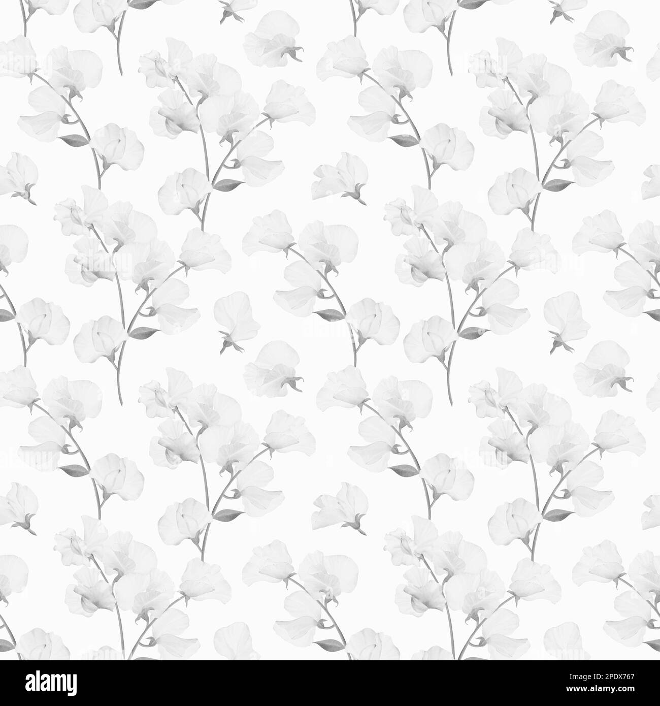 Fiore di pisello dolce modello senza cuciture. Elegante illustrazione floreale vintage. Modello di fiori selvatici. Foto Stock